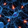 Get Human Nervous System Trivia for iOS, iPhone, iPad Aso Report
