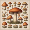 AI Mushroom Identifier |?Scan icon