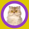 Get Cat Show 360x for iOS, iPhone, iPad Aso Report