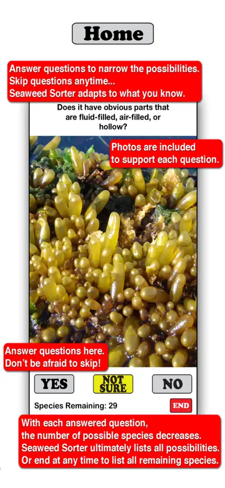 Seaweed Sorter