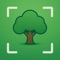 Identify Any Tree Instantly – Just Take a Photo