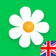 Flowers delivery - Myflowers