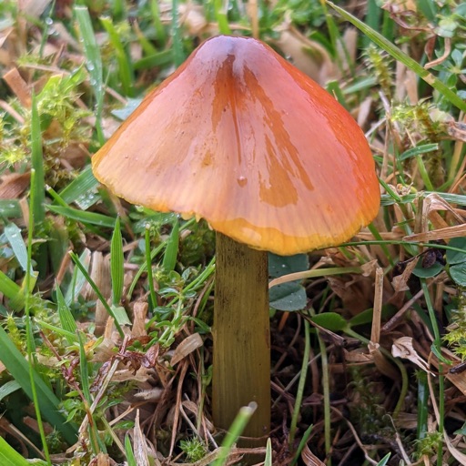 Peachy Steve's UK Waxcaps