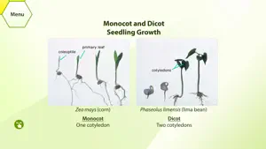 Plant Histology HD screenshot 2