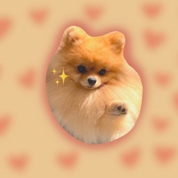 Cute Pom Meme