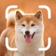 Dog Breed Identifier - Pet Pro app icon - Utilities app for iPhone