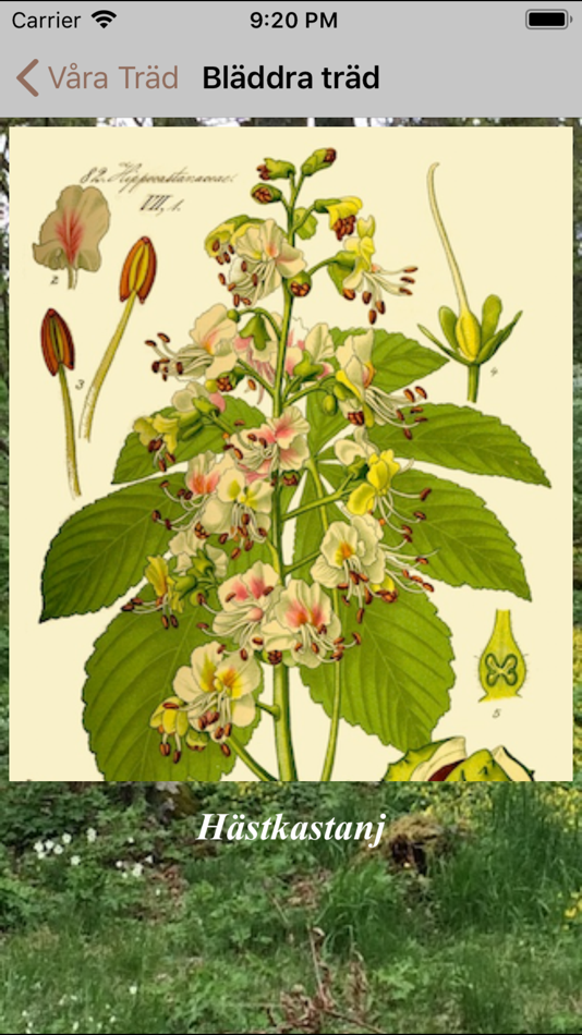 #6. Våra Träd (iOS) Ved: domesticusdevelop