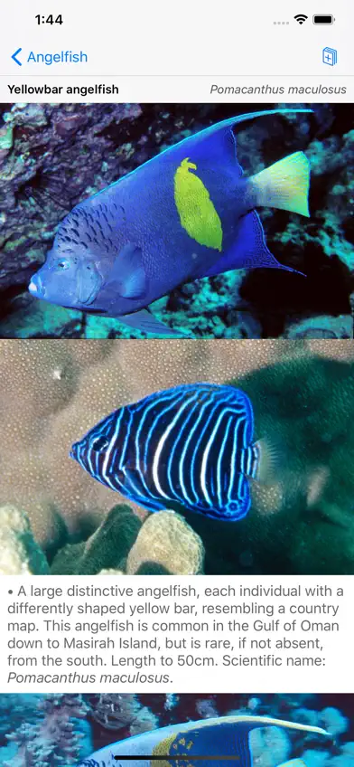 Oman Fish ID screenshot 5