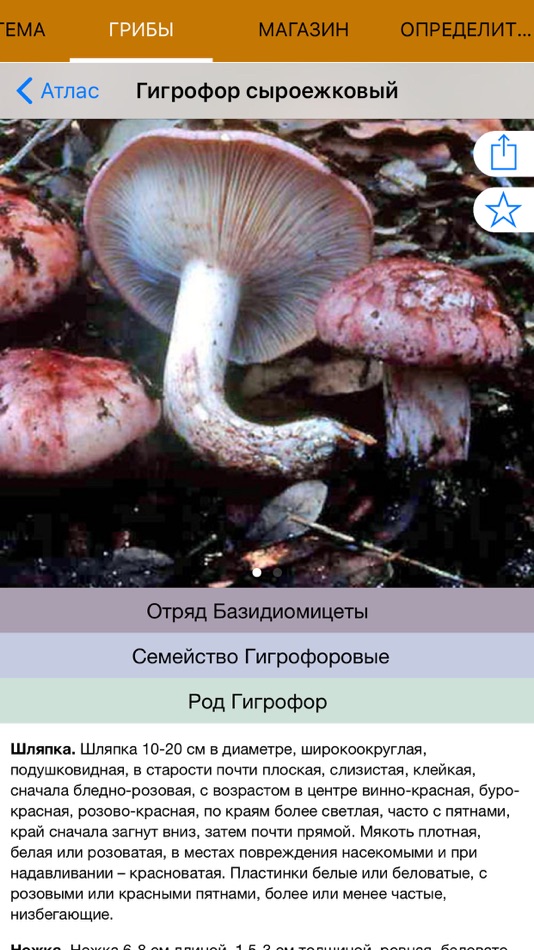 #1. Mushrooms - Photo Identifier (iOS) 来自: Ecosystema
