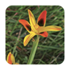 Field Guide to Renosterveld - mydigitalearth.com