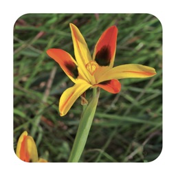 Field Guide to Renosterveld