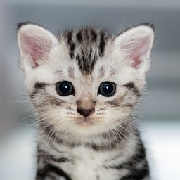 Fond d'écran Cute Cat HD