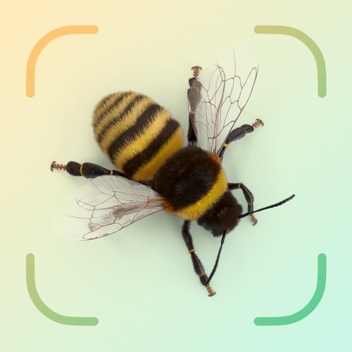 Insect AI: Bug Identifier