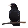 Types Of Birds icon