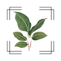 VerdiVista Plant Identifier
