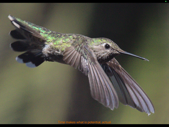 Hummingbird Moments iPad screenshot