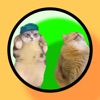 猫と数字 - 落ちもの猫と数字のマージゲーム - iPhoneアプリ