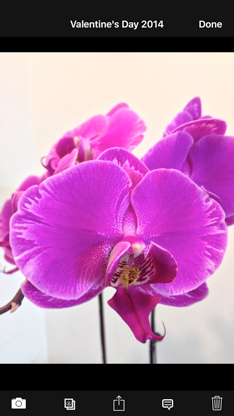 Orchid Album screenshot 3