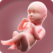 Pregnancy app uk: Calendar