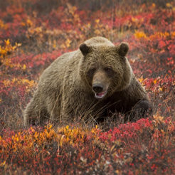‎Bear Sounds (Growl & Roar)