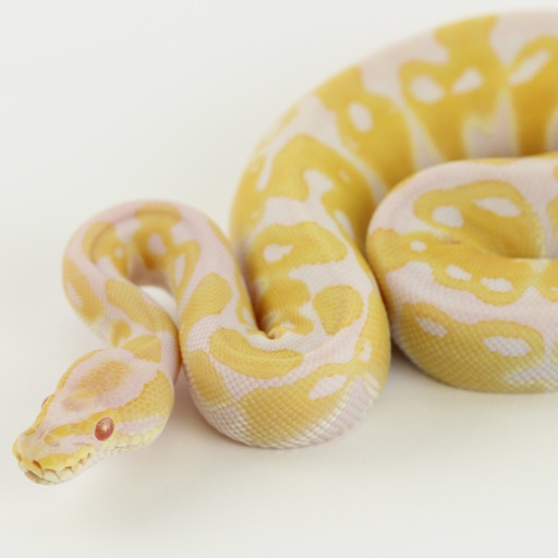 REPTILE TRADE - AppWisp.com