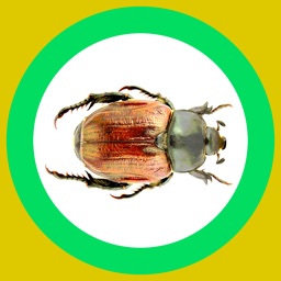 InsectAraignée Aventure 360x