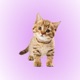 Cat Sounds Soundboard app icon - Entertainment app for iPhone