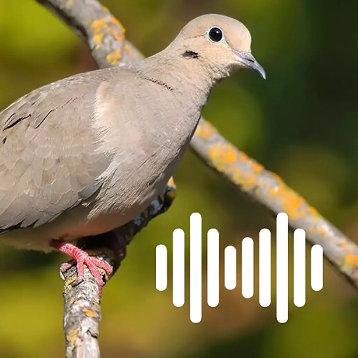 Hunting Calls: Dove