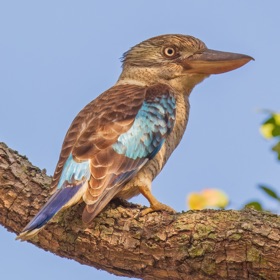 Snímky obrazovky (5) Stewart Australian Bird Calls