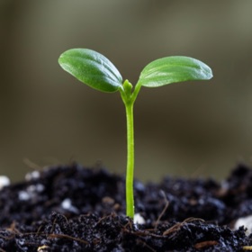 Plantchi