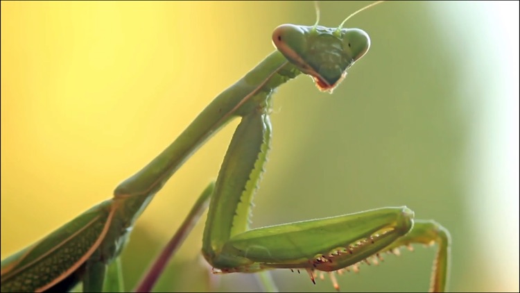 Video Touch: Bugs screenshot-3