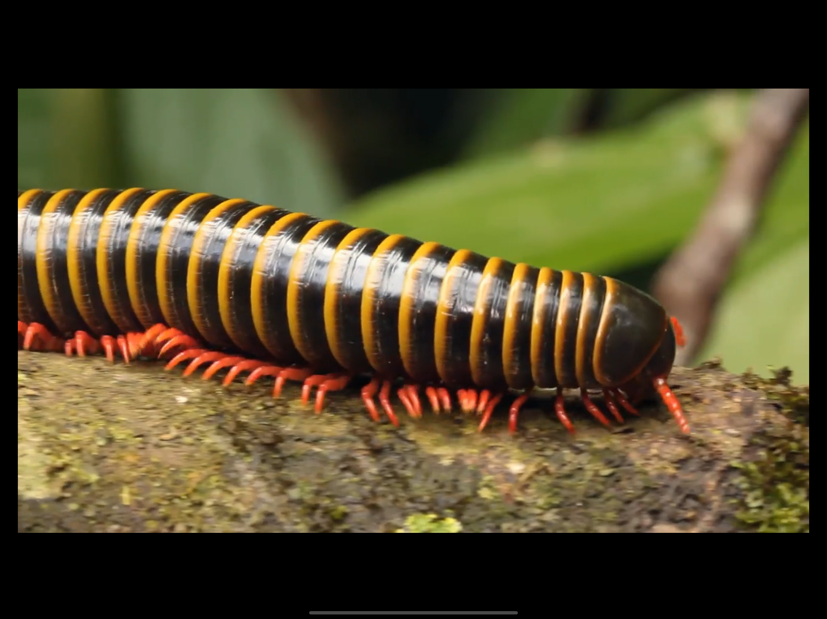 Video Touch: Insects & Friends