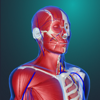チームラボボディ 人体の解剖学 筋肉 解剖 骨格 3d模型 - TEAMLABBODY.inc