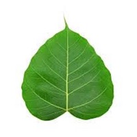 Namaskar Yoga app icon - Health & Fitness app for iPhone