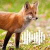 Hunting Calls: Fox icon