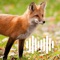 Hunting Calls: Fox is an app with a variety of high quality fox calls