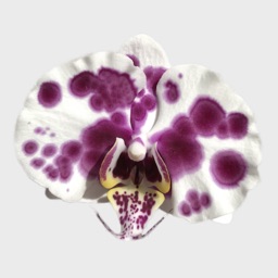 Real Orchid Stickers