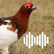 Hunting Calls: Ptarmigan