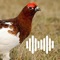 Ptarmigan hunting calls is an app with a variety of high quality ptarmigan calls