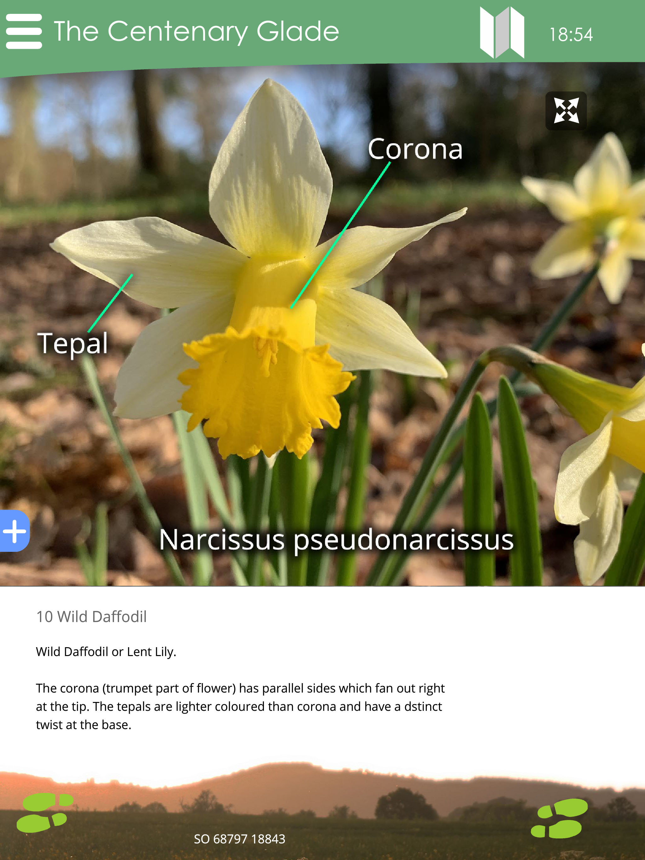 DaffodilWay