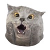 British Shorthair Cat's Head icon