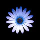 BlueSim: Bluetooth Simulator - Ícone do app