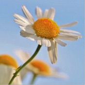 Mamas KräuterApp Plus