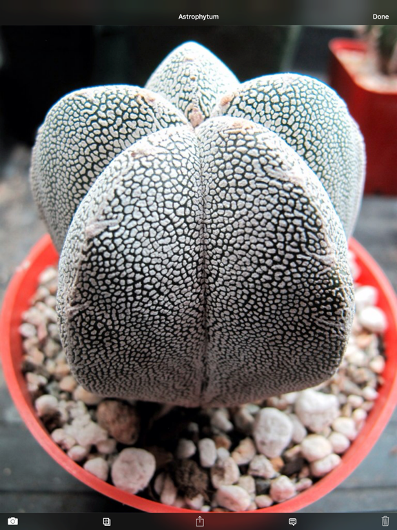 Cactus Album iPad screenshot