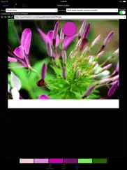 color hints ipad resimleri 4
