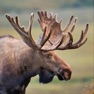 Get Moose Hunting Calls App for iOS, iPhone, iPad Aso Report