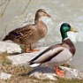 Get Bird Decoys - European Birds for iOS, iPhone, iPad Aso Report