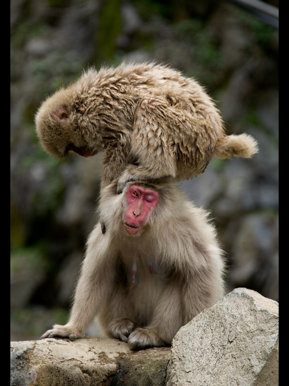 Screenshot #5 pour Japanese Macaques