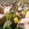 ZhiRun Pumpkin is a professional pumpkin production base, welcome customers to visit