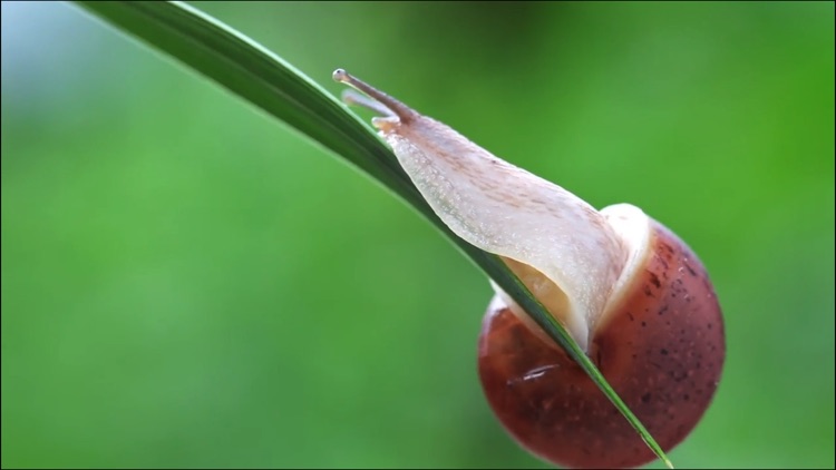 Video Touch: Bugs screenshot-4